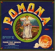 Pomona Goddess Orange