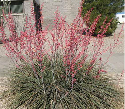 Red Yucca bush